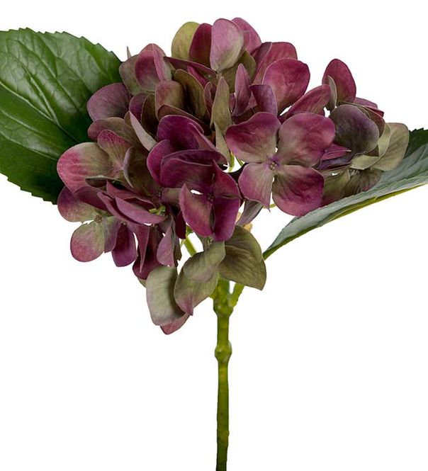 Hovedbilde Hortensia 25 cm