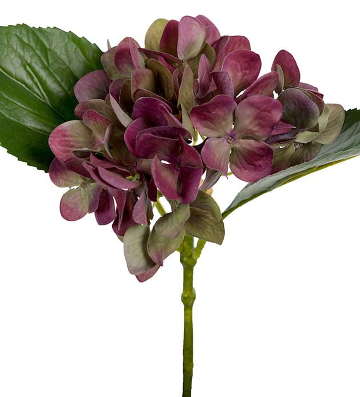 Hortensia 25 cm