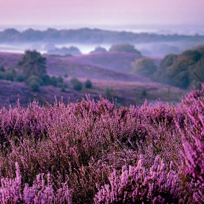 Hovedbilde Napkin Lunsj Heather moorlands