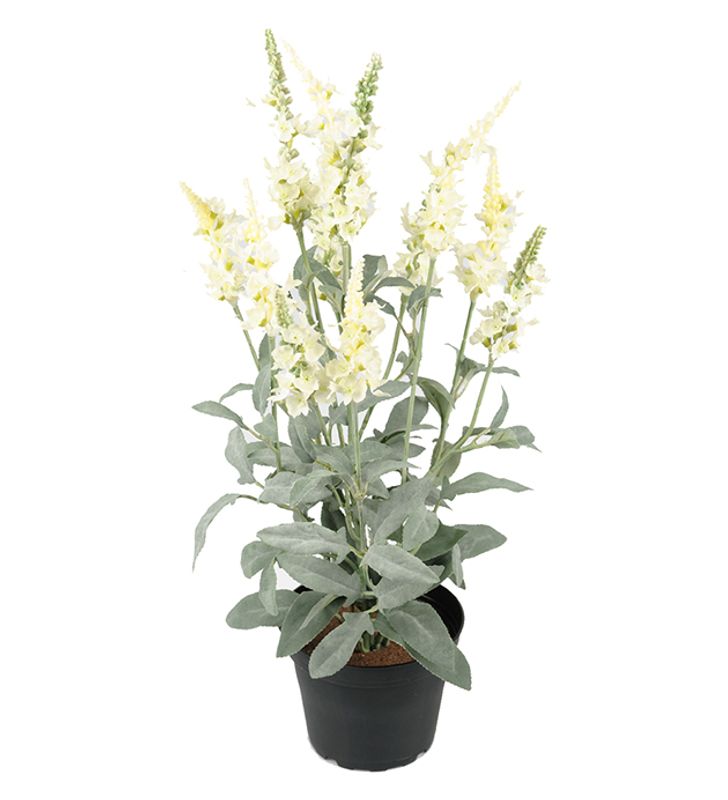 Veronica 3, H:46 cm