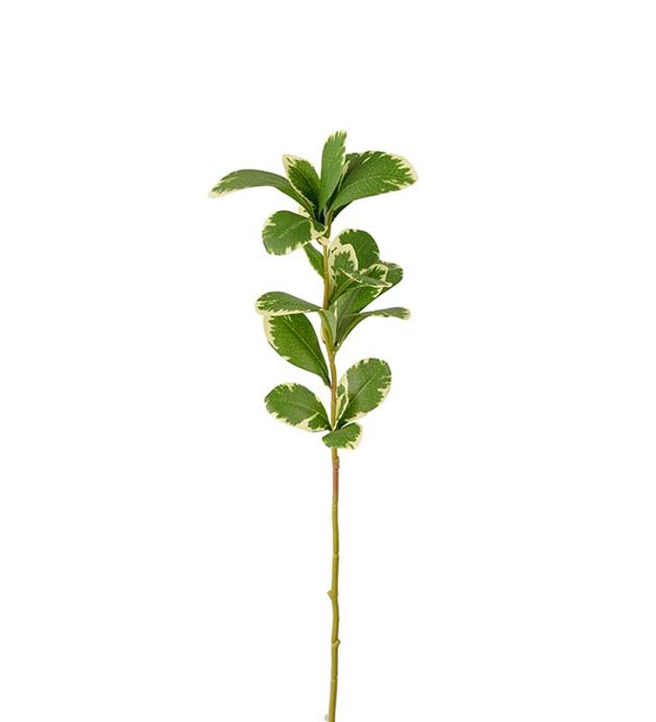 Pittosporum 55 cm