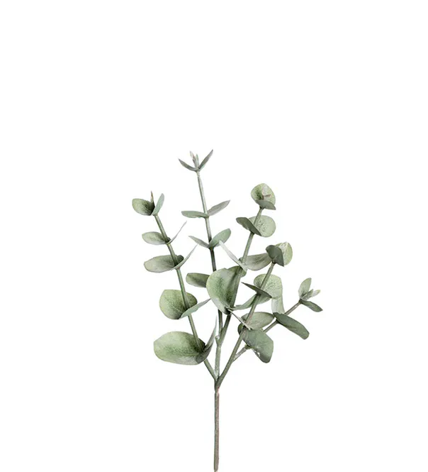 Hovedbilde Eucalyptus 24 cm